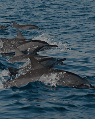 Whale & Dolphin Watching